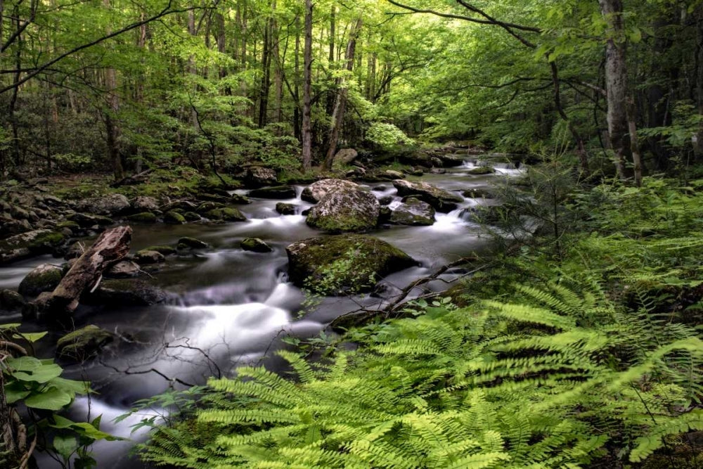 Fern Bank Poster Print - Danny Head-VARPDX106765Z Image 1