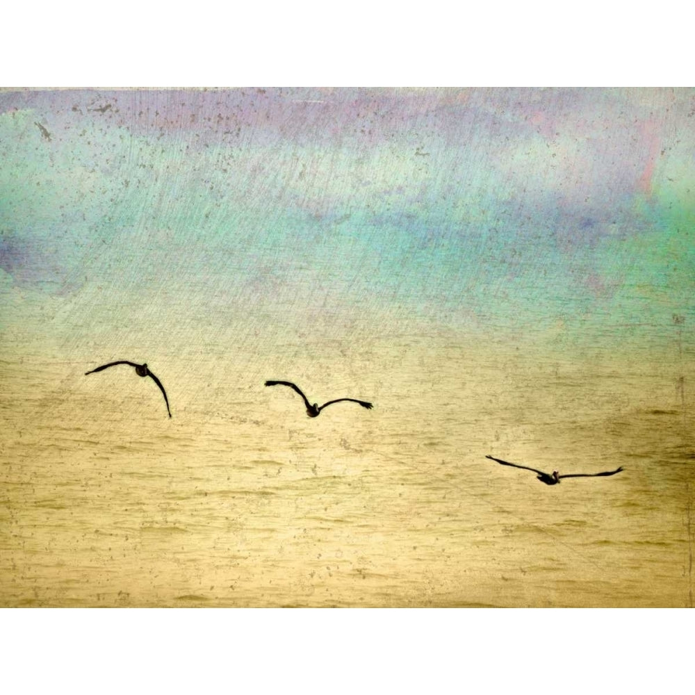 Seagulls in the Sky II Poster Print by Ynon Mabat-VARPDX10678 Image 1