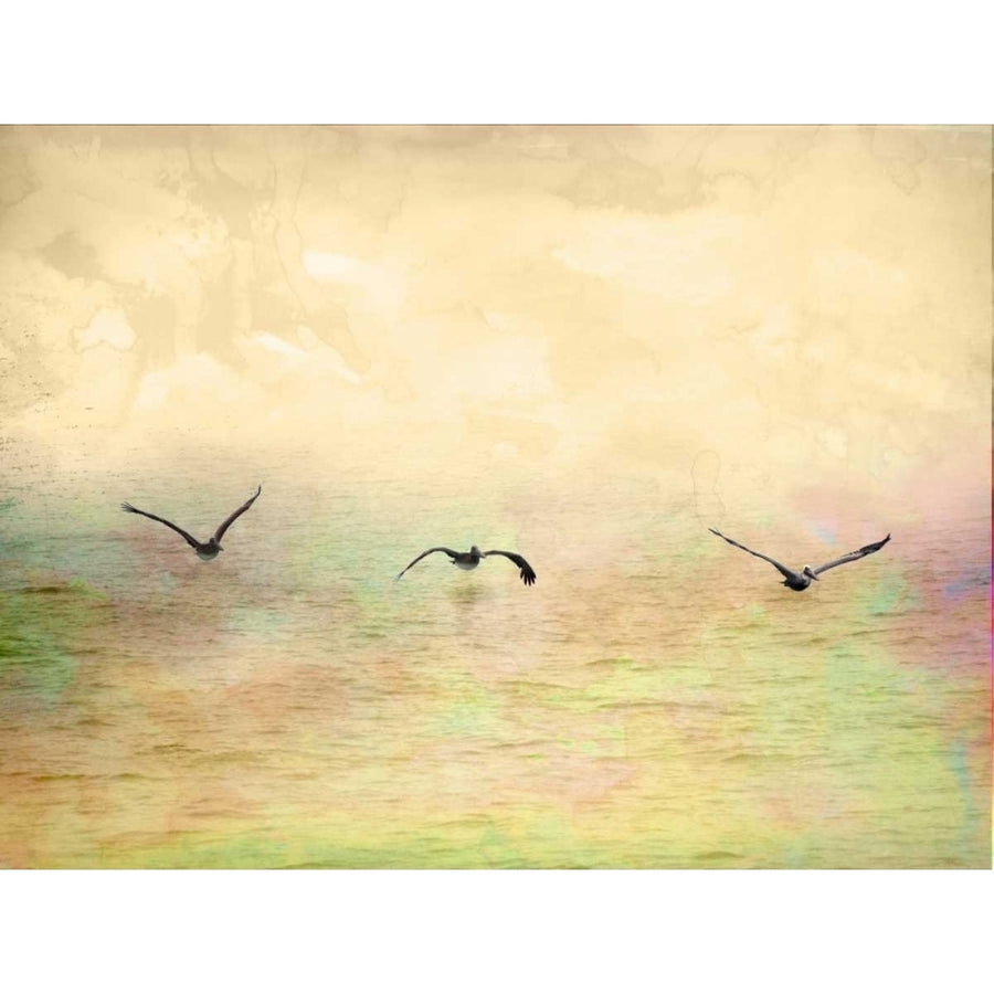 Seagulls in the Sky I Poster Print by Ynon Mabat-VARPDX10677 Image 1