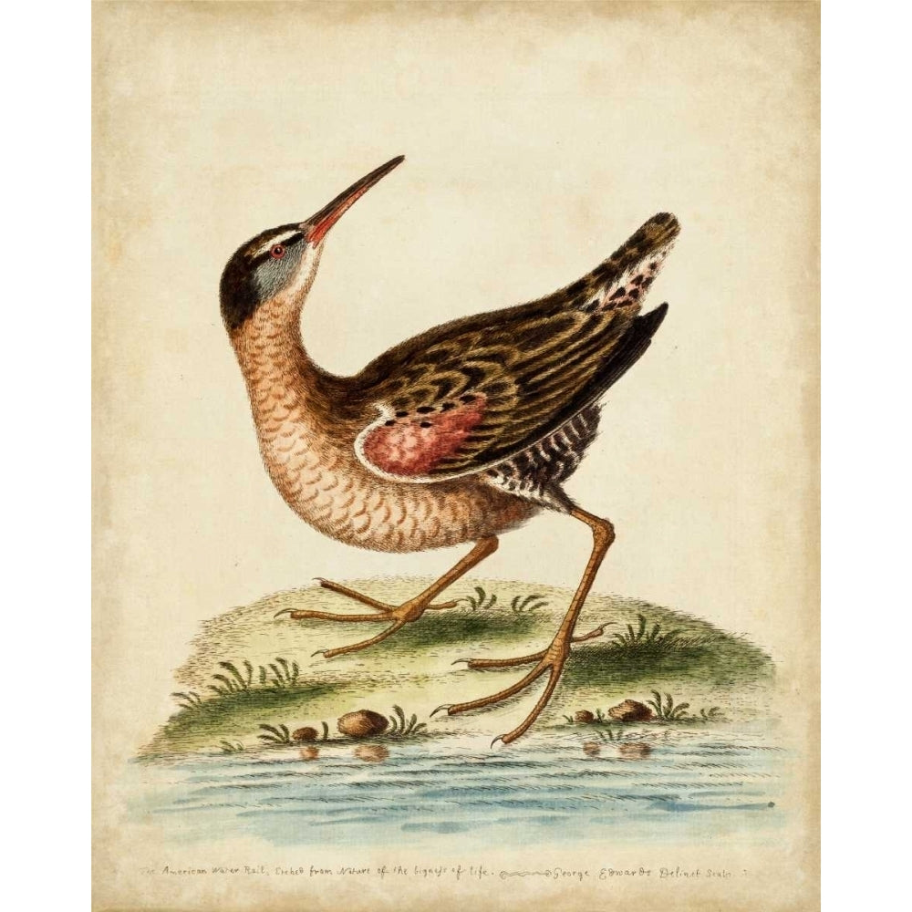 Antique Bird Menagerie IV Poster Print - George Edwards-VARPDX107373Z Image 1