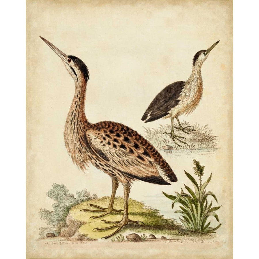 Antique Bird Menagerie III Poster Print - George Edwards-VARPDX107372Z Image 1