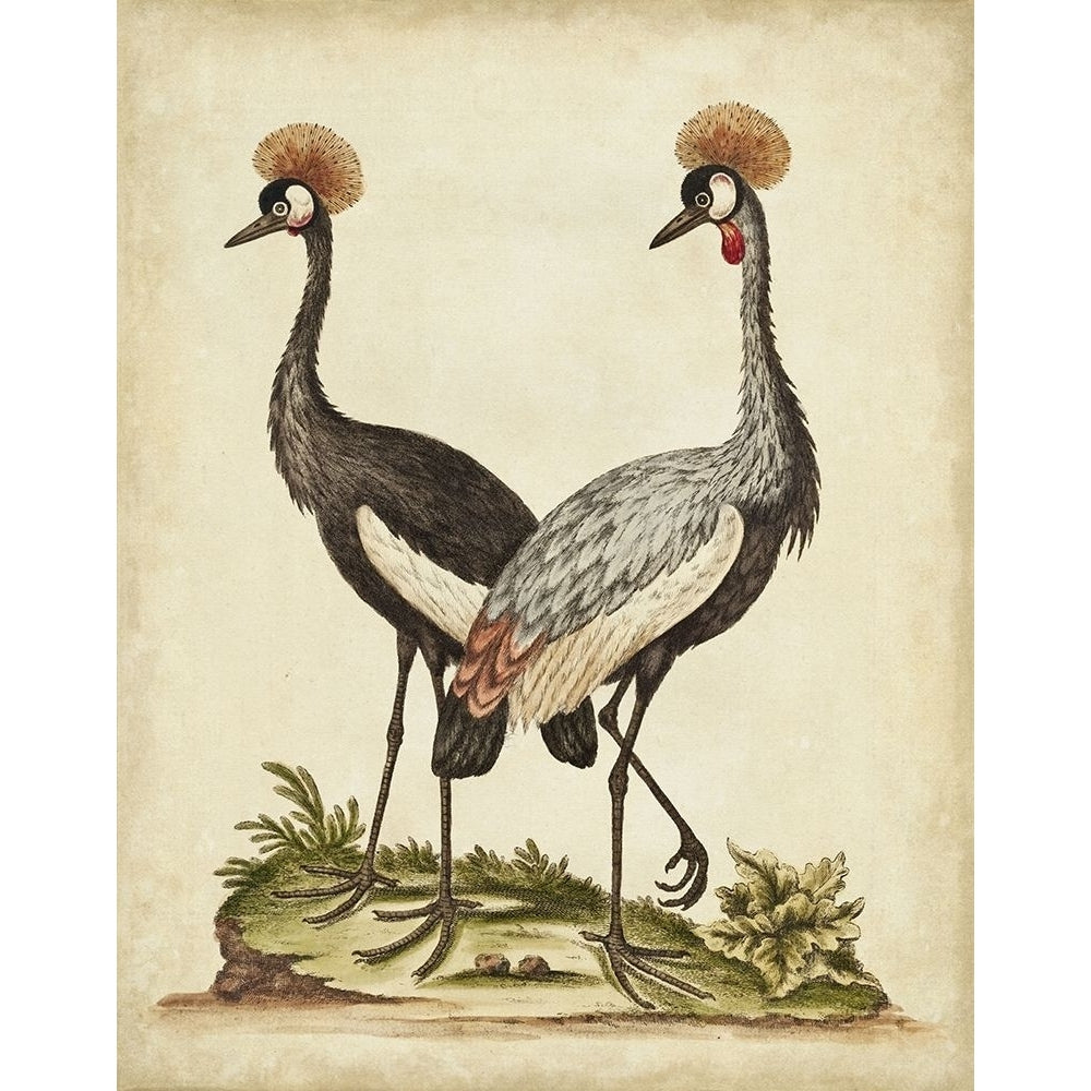 Antique Bird Menagerie VII Poster Print - George Edwards-VARPDX107376Z Image 1