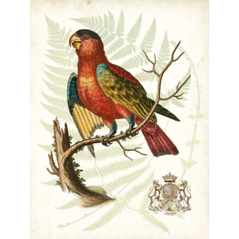 Regal Parrots II Poster Print - Studio Vision-VARPDX107387Z Image 1