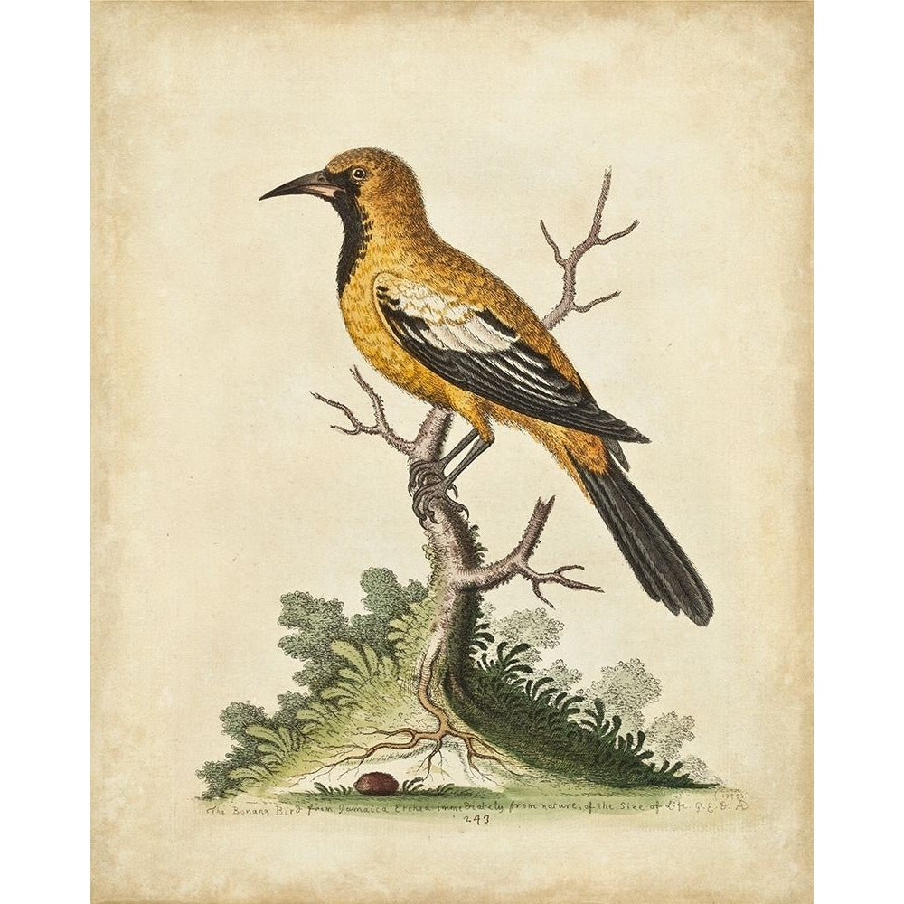 UA CH Edwards Gold Finch Poster Print - George Edwards-VARPDX107390Z Image 1