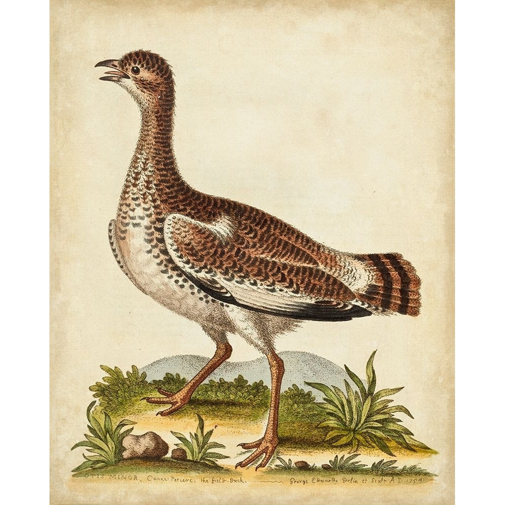 Antique Bird Menagerie X Poster Print - George Edwards-VARPDX107379Z Image 1