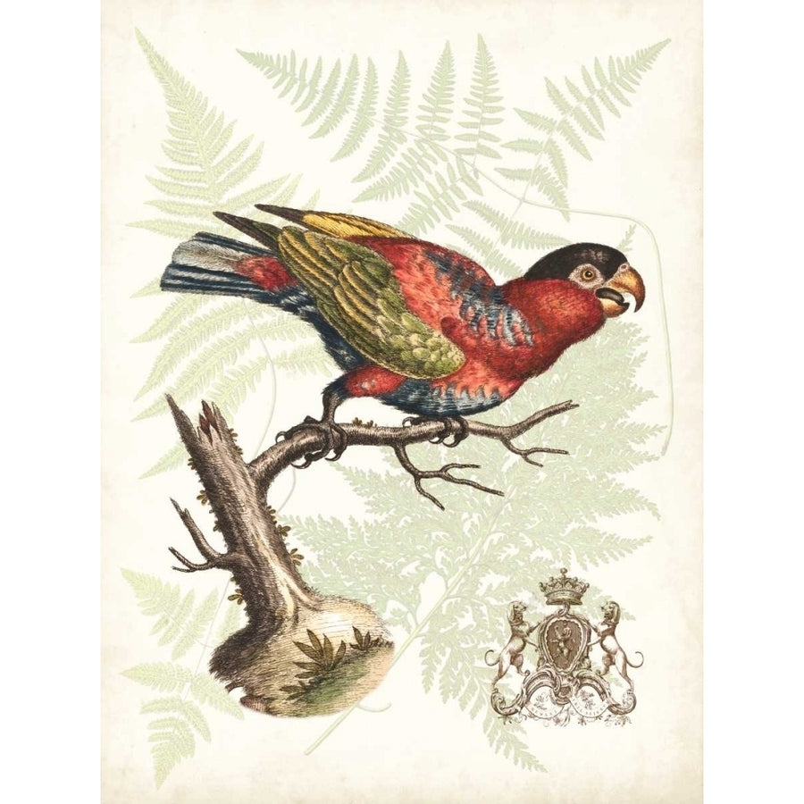 Regal Parrots I Poster Print - Studio Vision-VARPDX107386Z Image 1