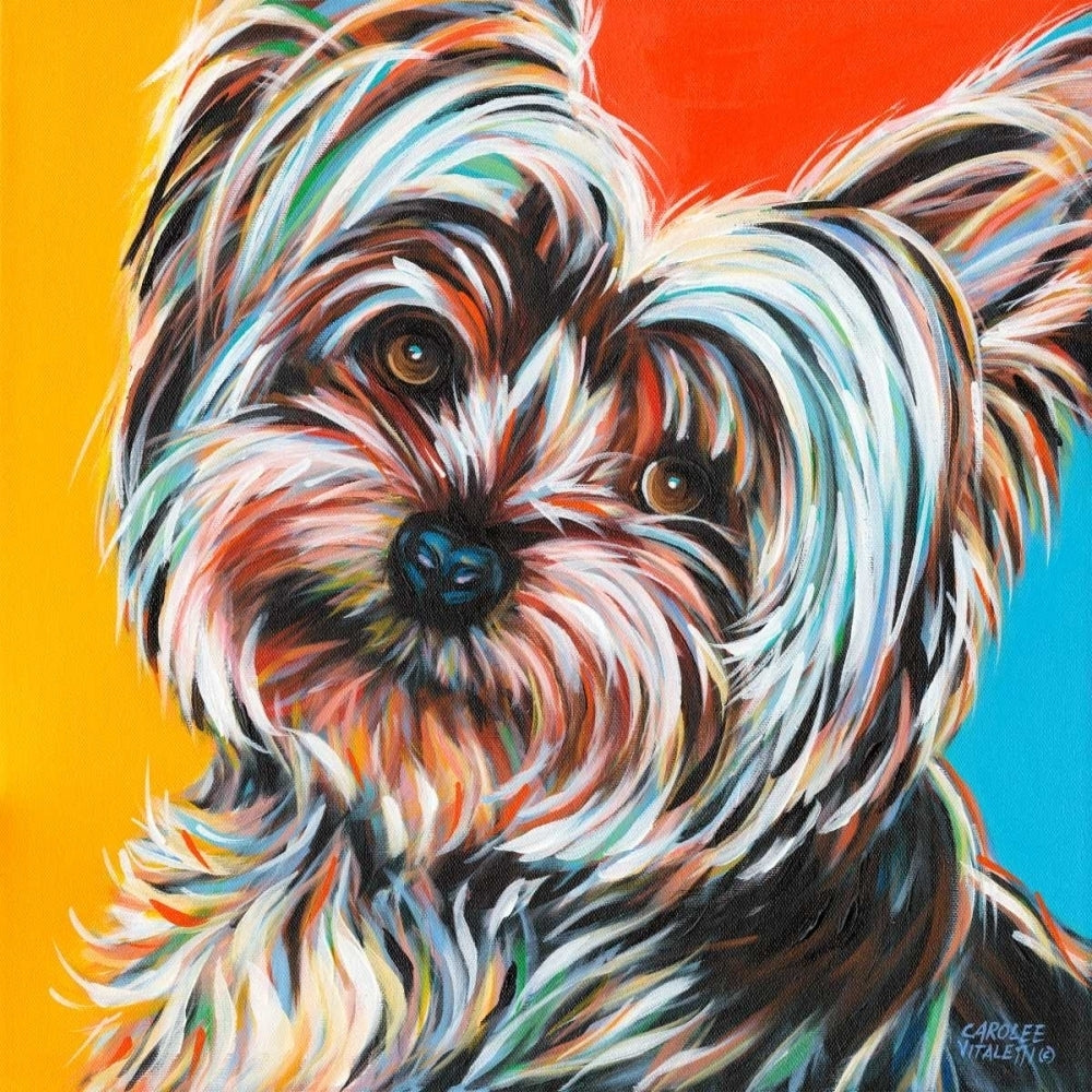 Sweet Yorkie II Poster Print - Carolee Vitaletti-VARPDX107404D Image 1