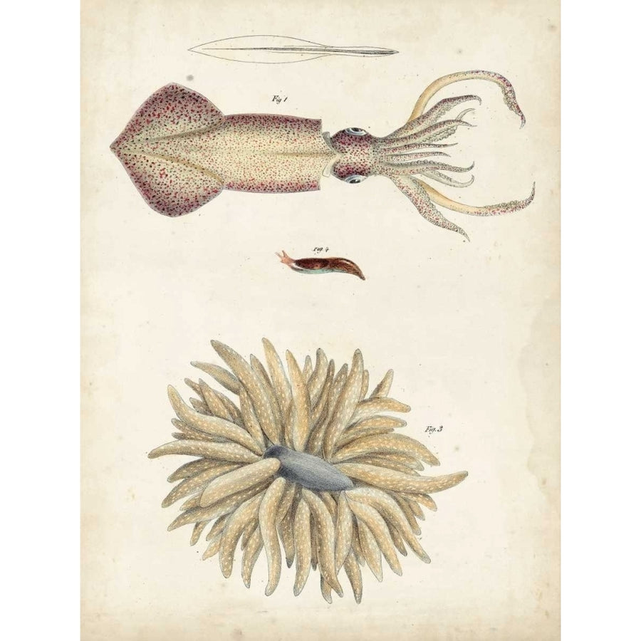 Ocean Curiosities I Poster Print - Dekay-VARPDX107424Z Image 1