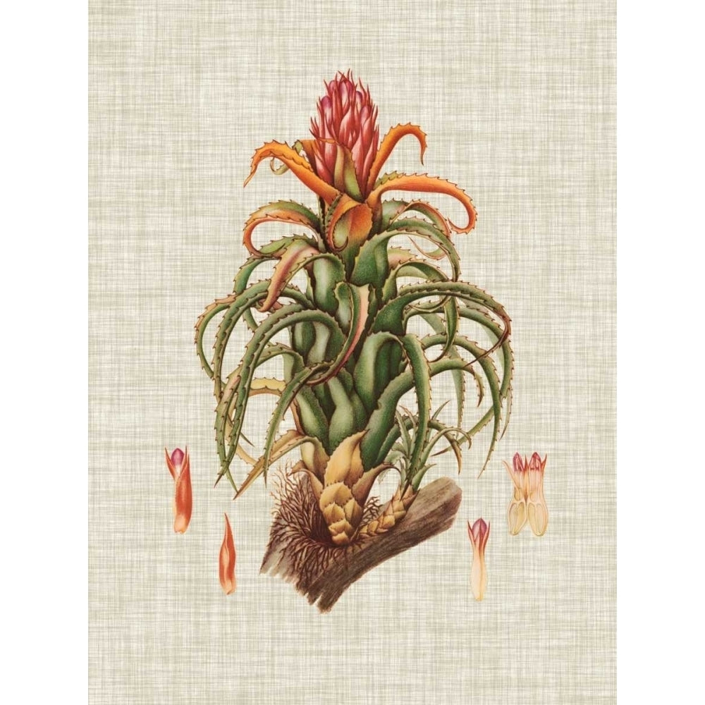 Elegant Tropicals IV Poster Print - Studio Vision-VARPDX107548Z Image 1