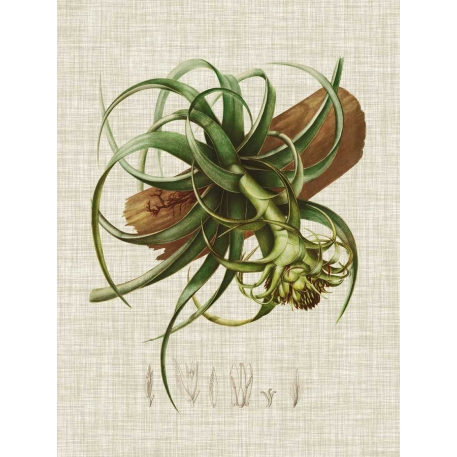 Elegant Tropicals V Poster Print - Studio Vision-VARPDX107549Z Image 1