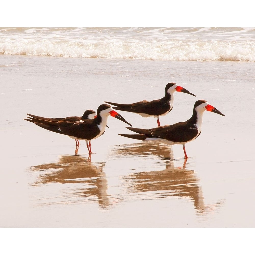 Black Skimmers I-VARPDX10758GG Image 1