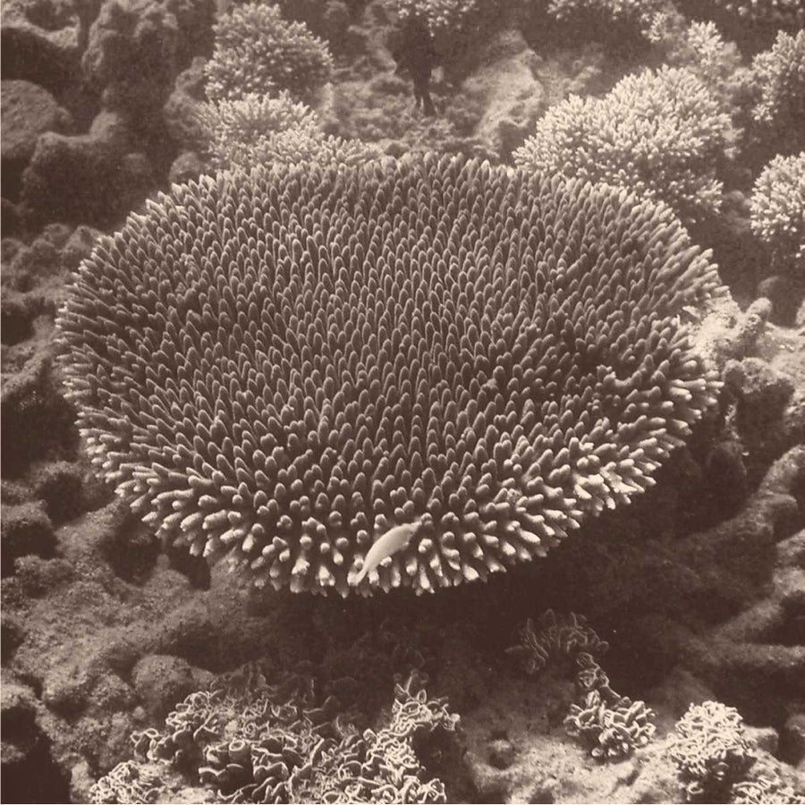 Sepia Barrier Reef Coral II Poster Print by Kathy Mansfield-VARPDX10758C Image 1