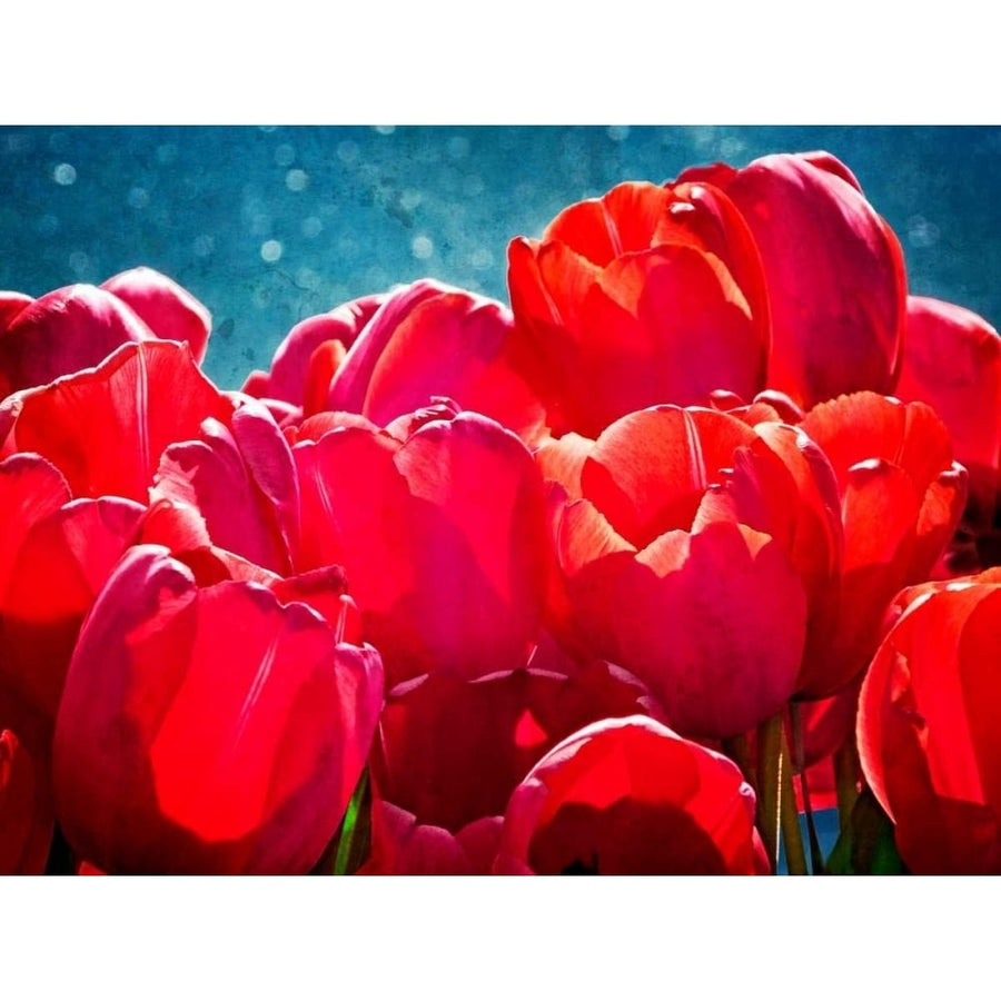 Fuchsia Tulips II Poster Print - Rachel Perry-VARPDX107592GG Image 1