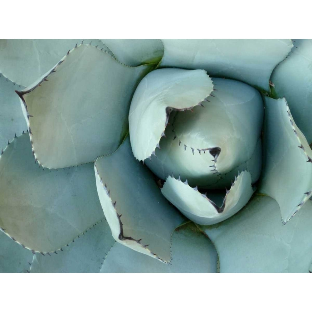 Agave Detail II Poster Print - Jerry Alison-VARPDX107616Z Image 1