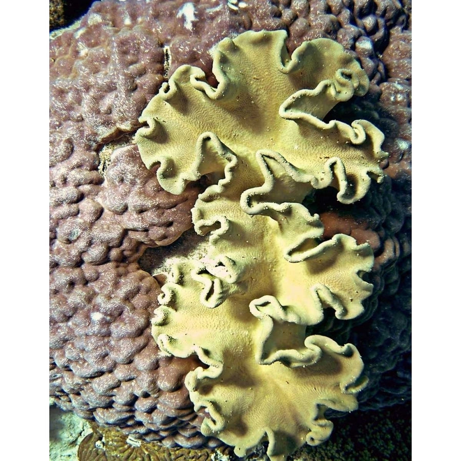 Barrier Reef Coral IV Poster Print by Kathy Mansfield-VARPDX10759A Image 1