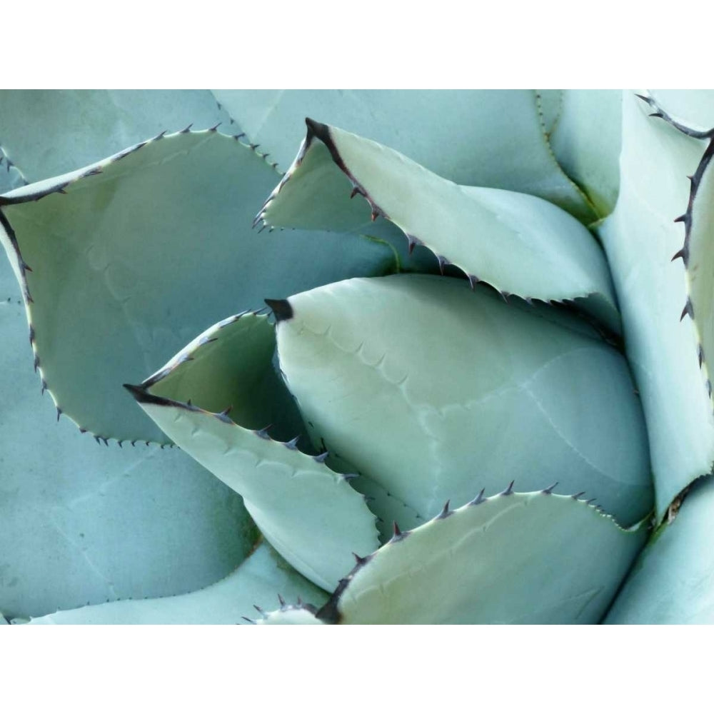 Agave Detail I Poster Print - Jerry Alison-VARPDX107615Z Image 1