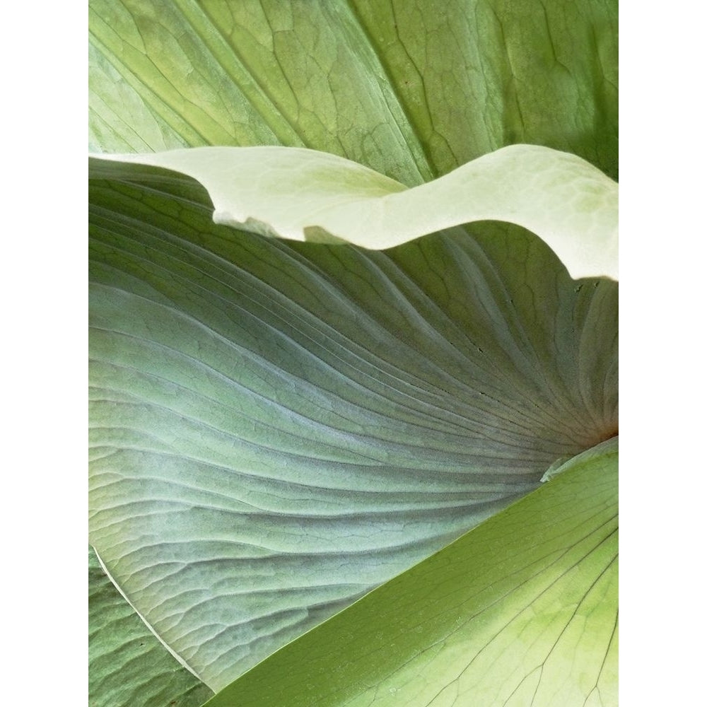 Banana Leaf I Poster Print - Alison Jerry-VARPDX107619Z Image 1