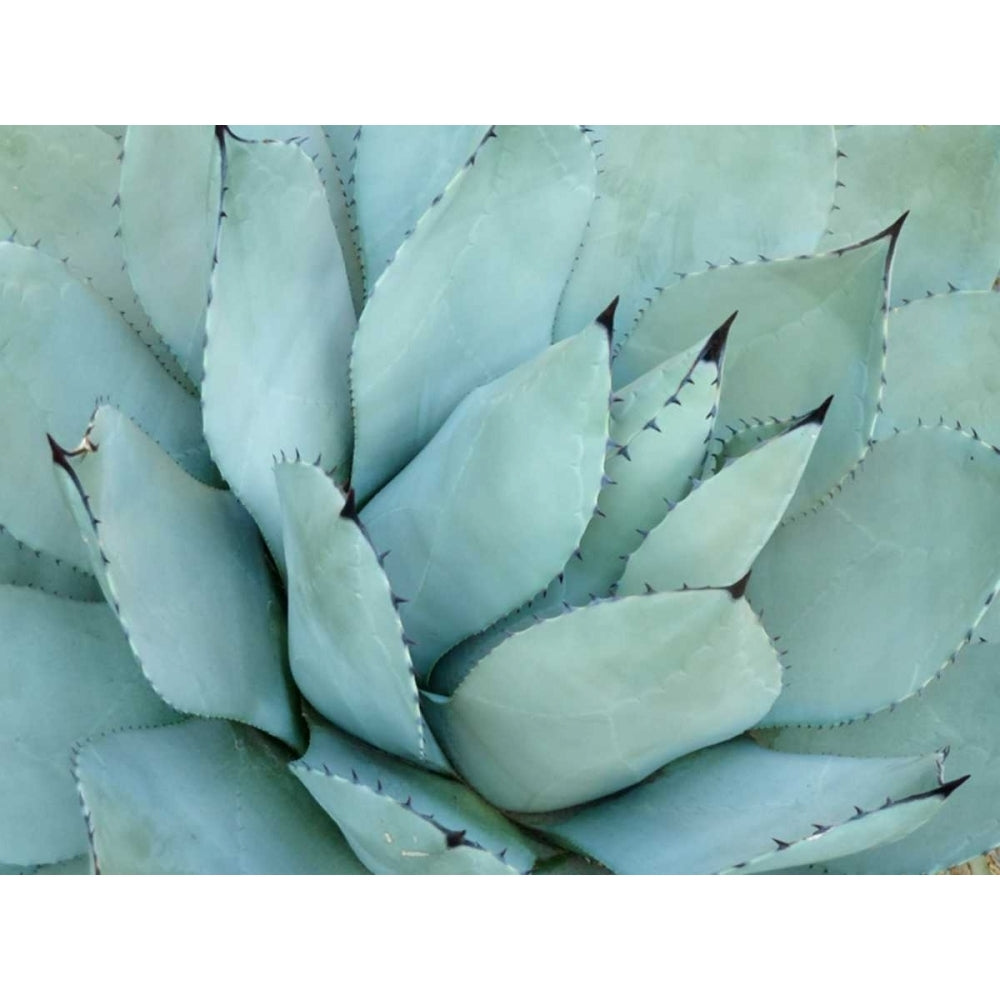 Agave Detail IV Poster Print - Jerry Alison-VARPDX107618Z Image 1