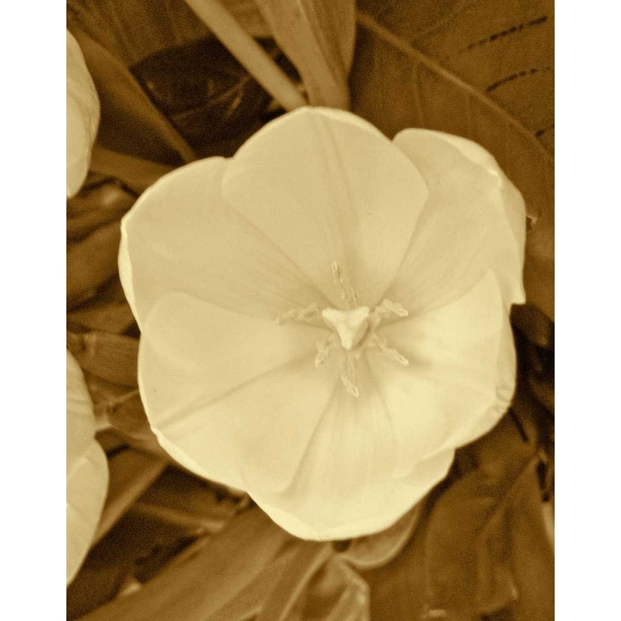 Sepia Blooms II Poster Print by Jairo Rodriguez-VARPDX10775 Image 1