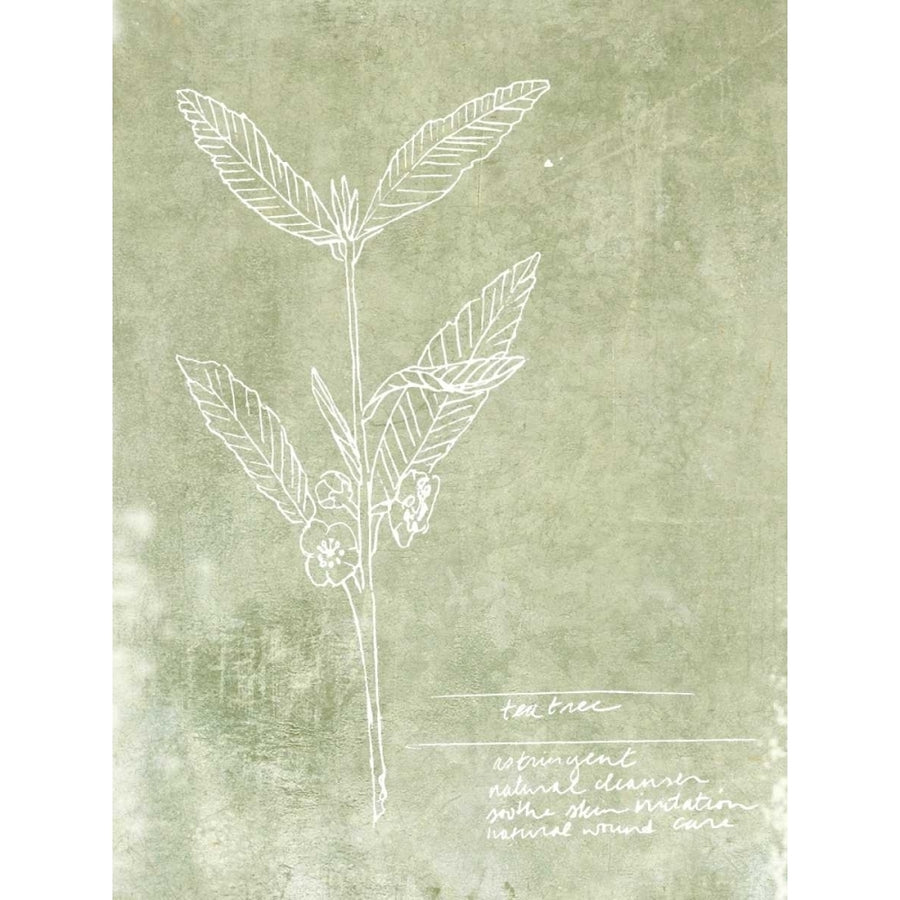 Essential Botanicals IV Poster Print - Jarman Fagalde-VARPDX107991D Image 1