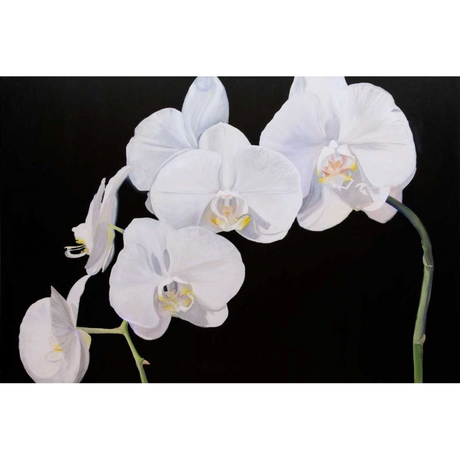 Dramatic Orchids I Poster Print - Sandra Iafrate-VARPDX108009GG Image 1