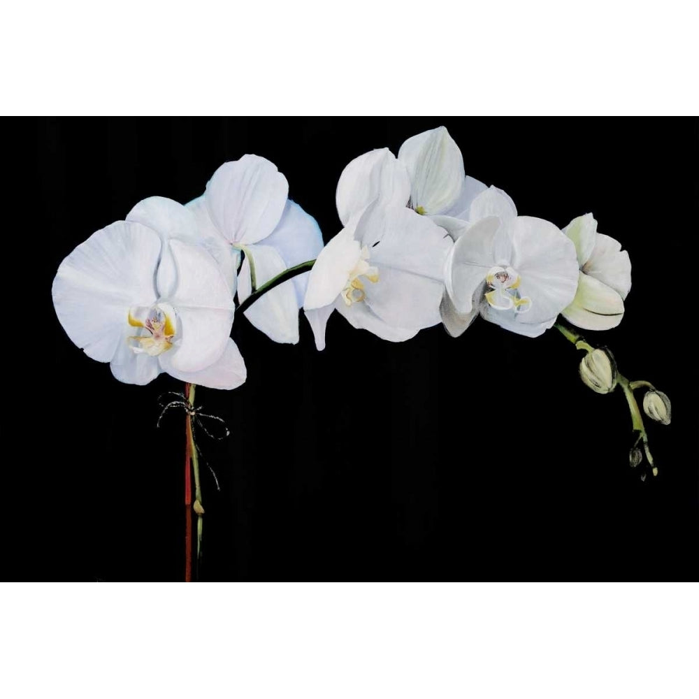 Dramatic Orchids II Poster Print - Sandra Iafrate-VARPDX108010GG Image 1