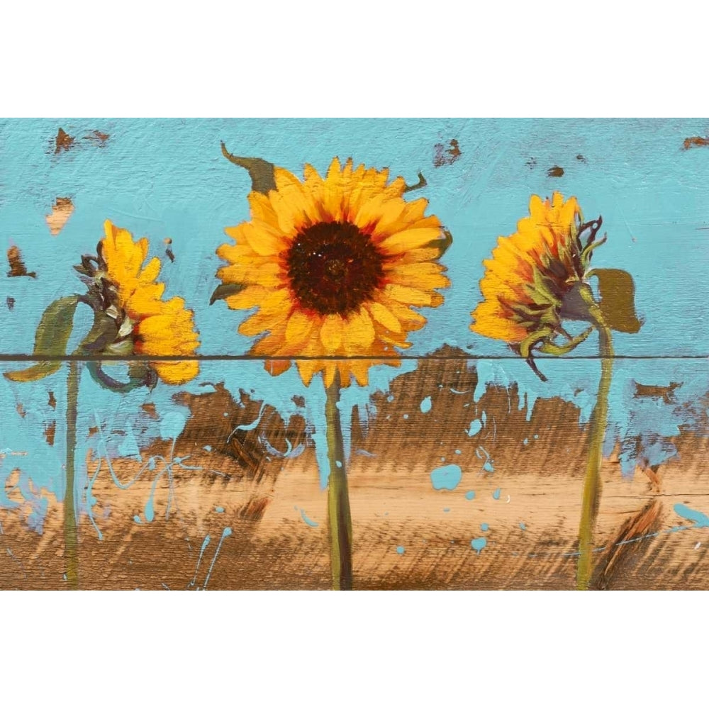 Sunflowers on Wood IV Poster Print - Sandra Iafrate-VARPDX108021GG Image 1