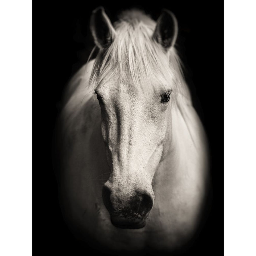 Equus 1 Poster Print - Studio SEA-VARPDX108229 Image 1