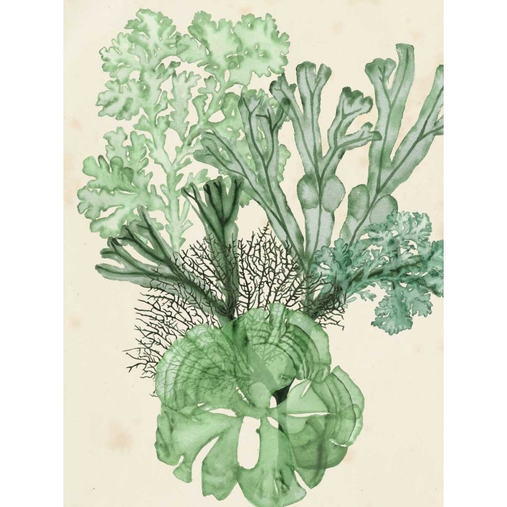 Seaweed Composition I Poster Print - Naomi McCavitt-VARPDX108280Z Image 1