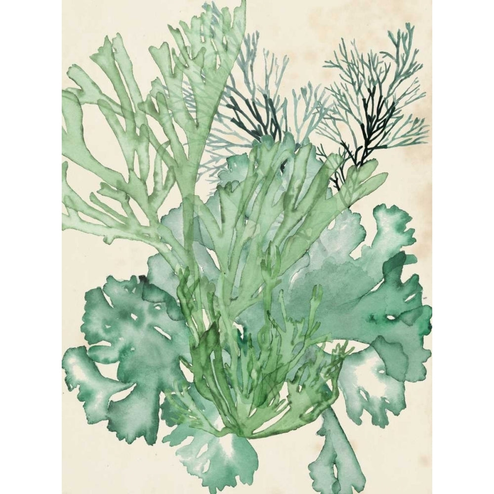 Seaweed Composition II Poster Print - Naomi McCavitt-VARPDX108281Z Image 1