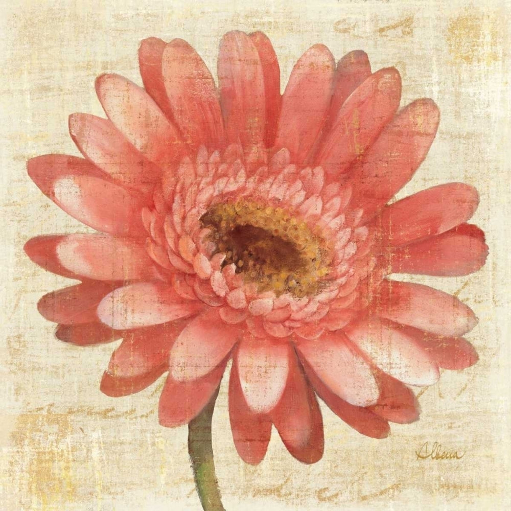 Blushing Gerbera Poster Print by Albena Hristova-VARPDX10834 Image 1