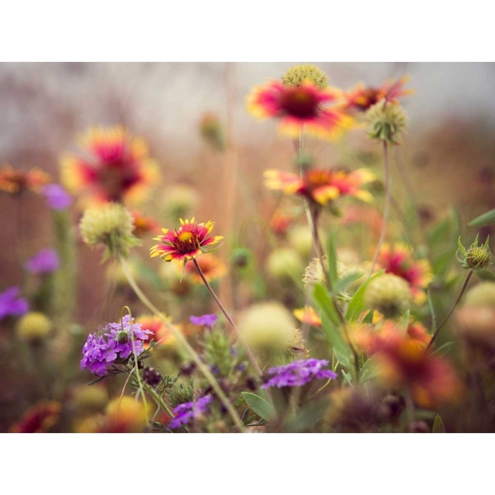 Wild Blooms I Poster Print - Sonja Quintero-VARPDX108356D Image 1