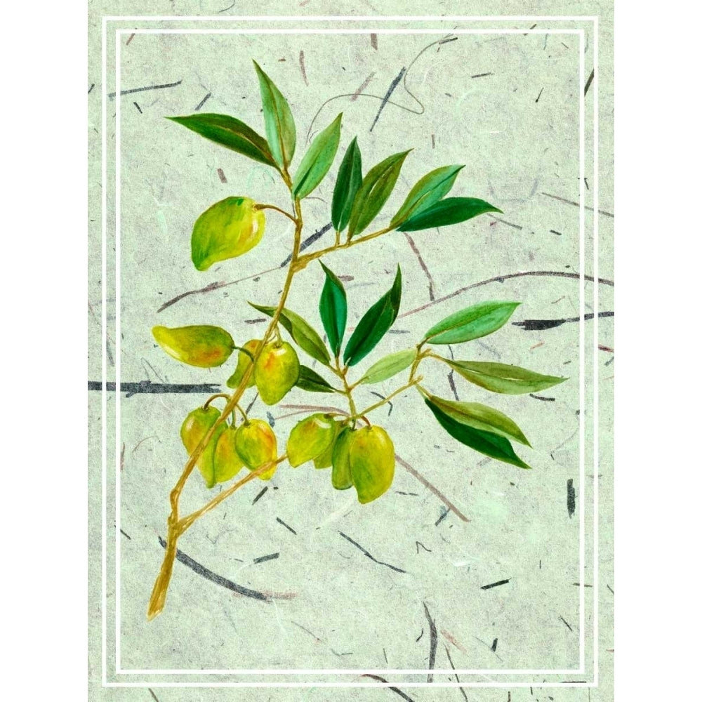 Olives on Textured Paper II Poster Print - Melissa Wang-VARPDX108540D Image 1