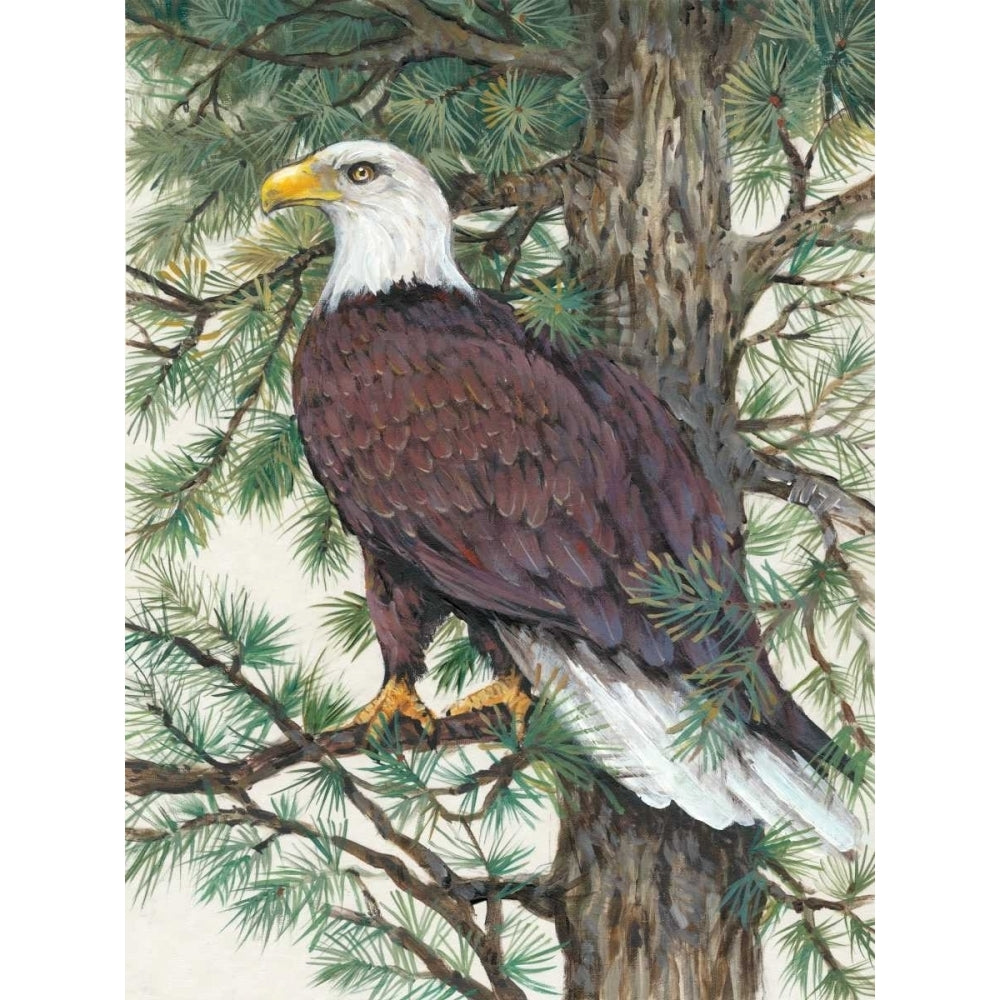 Eagle in the Pine Poster Print - Tim OToole-VARPDX108568GG Image 1