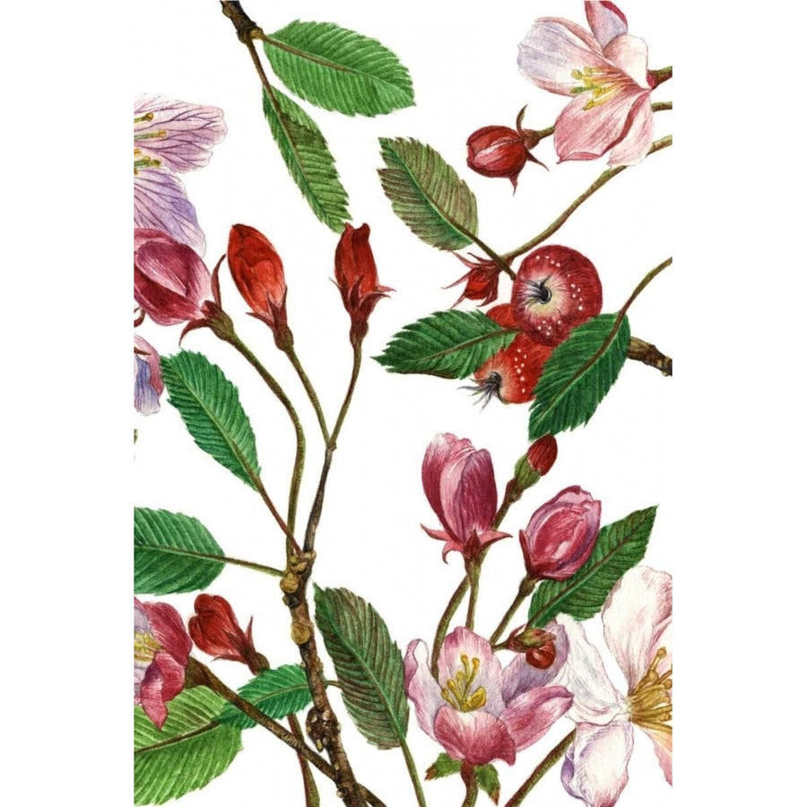 Malus Melliana II Poster Print - Melissa Wang-VARPDX108577Z Image 1