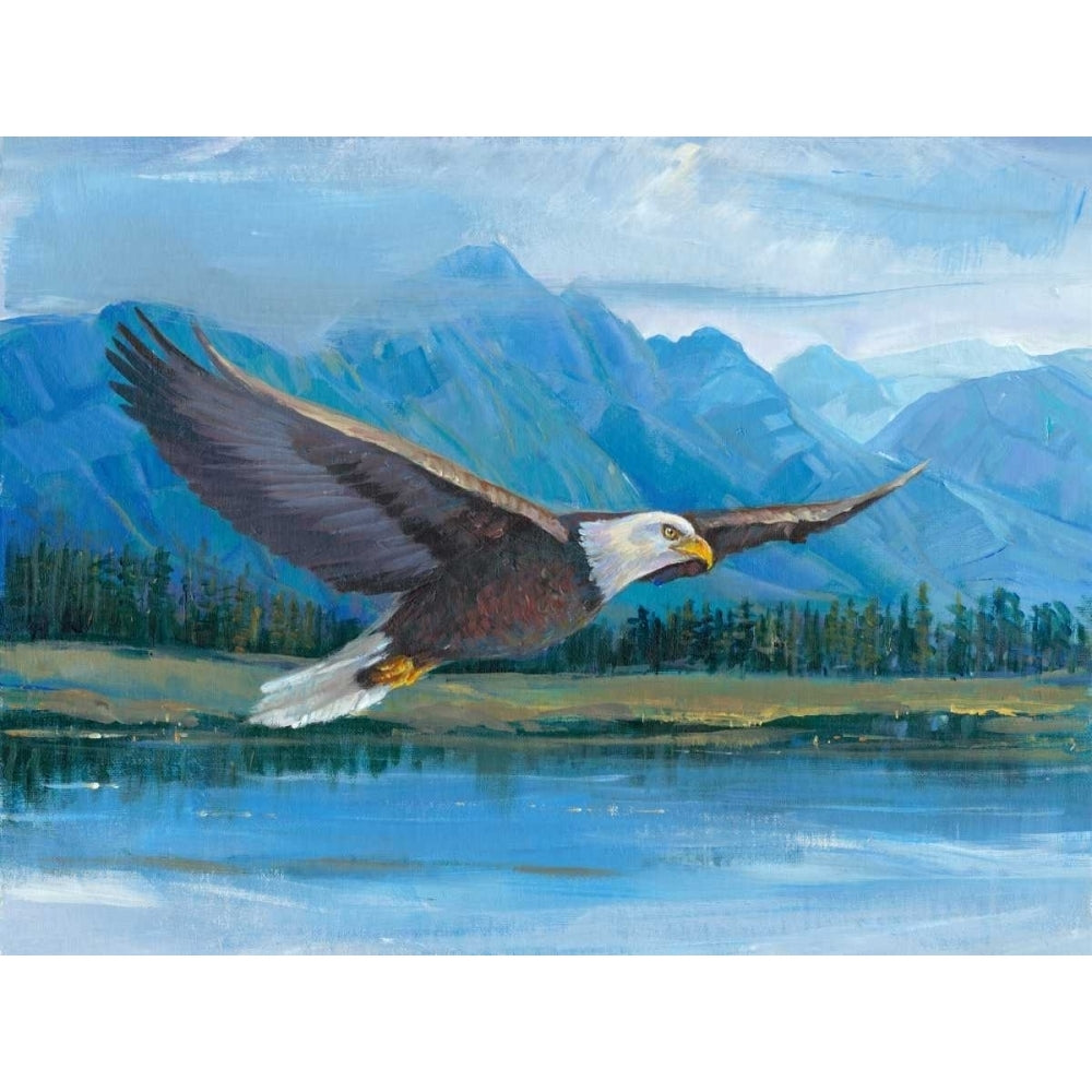 Eagle Soaring Poster Print - Tim OToole-VARPDX108569GG Image 1