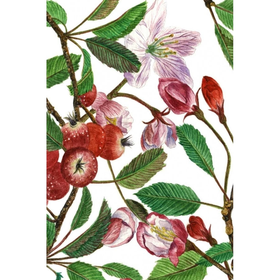 Malus Melliana I Poster Print - Melissa Wang-VARPDX108576Z Image 1