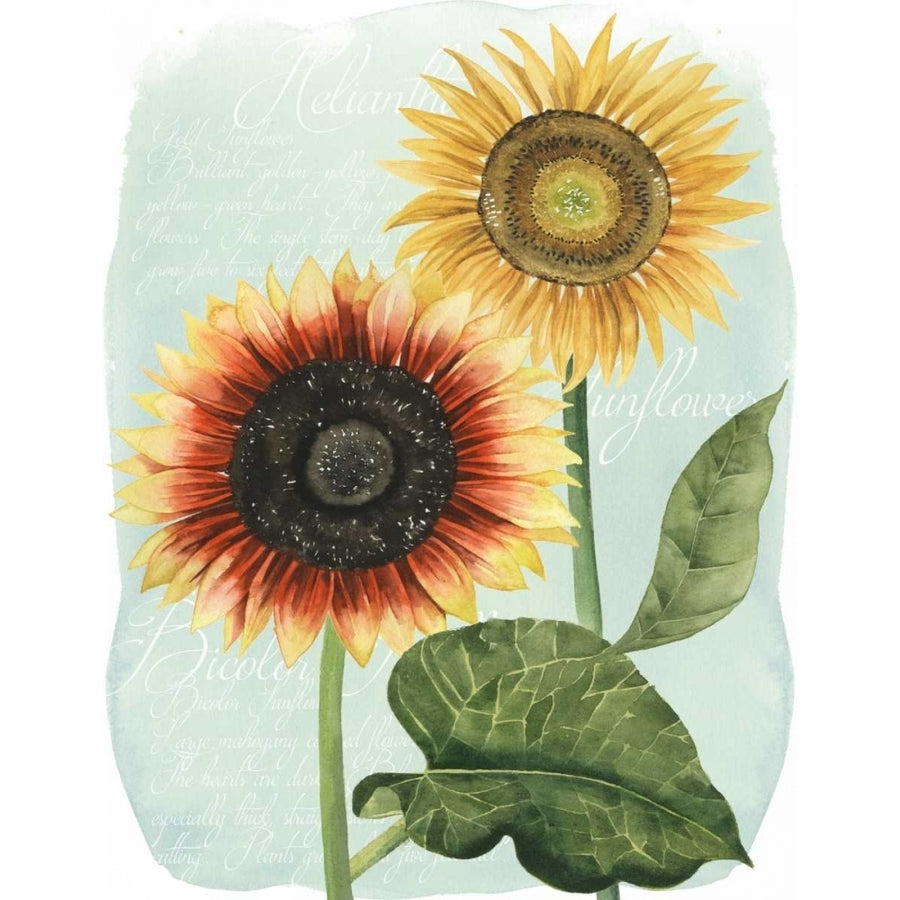 Sunflower Study I Poster Print - Grace Popp-VARPDX108767GG Image 1