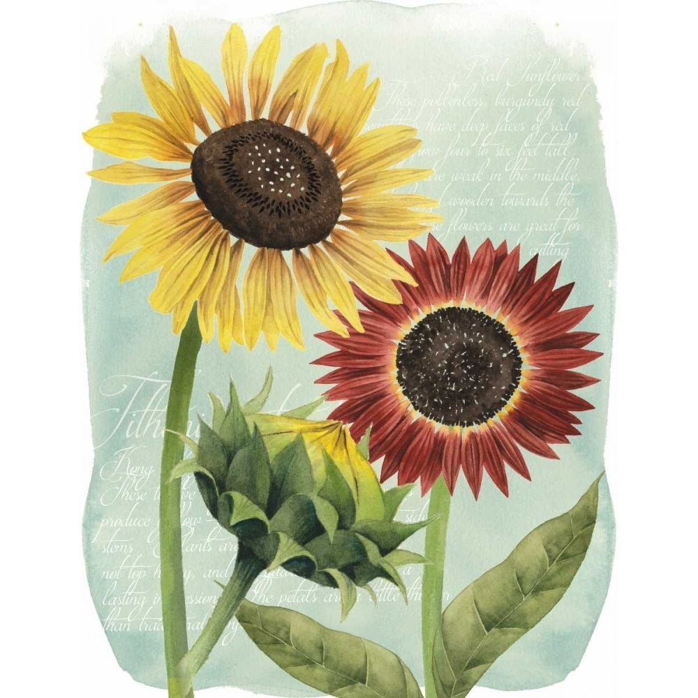 Sunflower Study II Poster Print - Grace Popp-VARPDX108768GG Image 1