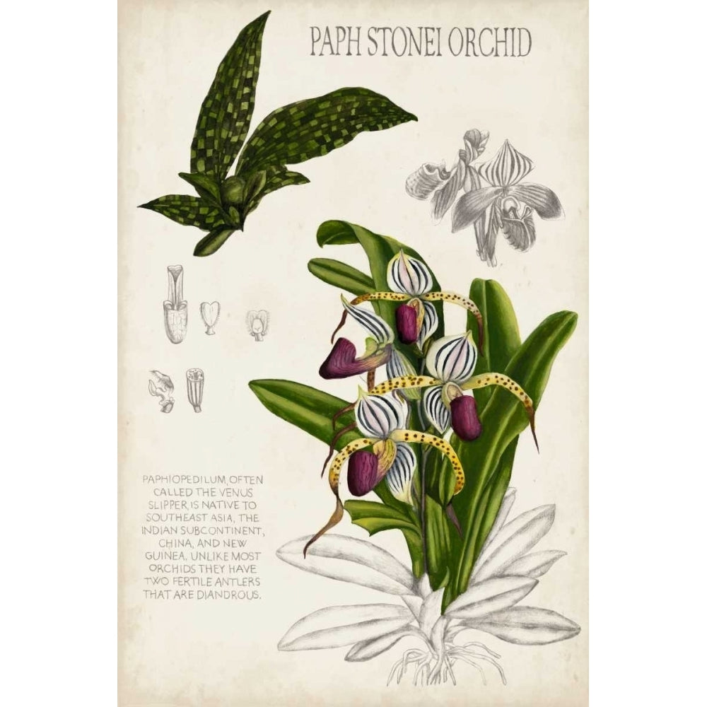 Orchid Field Notes I Poster Print - Naomi McCavitt-VARPDX109205Z Image 1