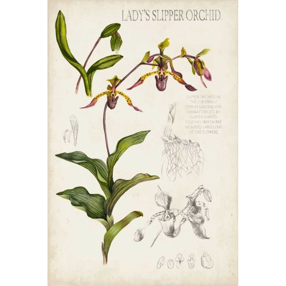 Orchid Field Notes III Poster Print - Naomi McCavitt-VARPDX109207Z Image 1