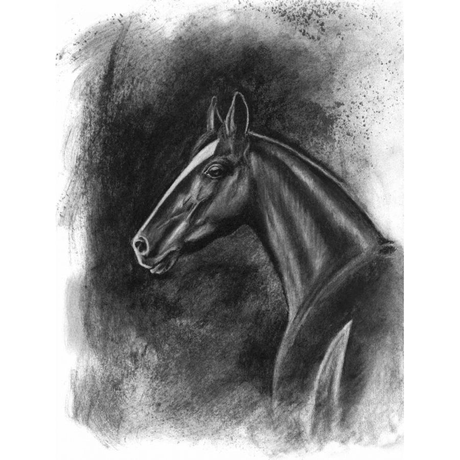 Charcoal Equestrian Portrait II Poster Print - Naomi McCavitt-VARPDX109387Z Image 1