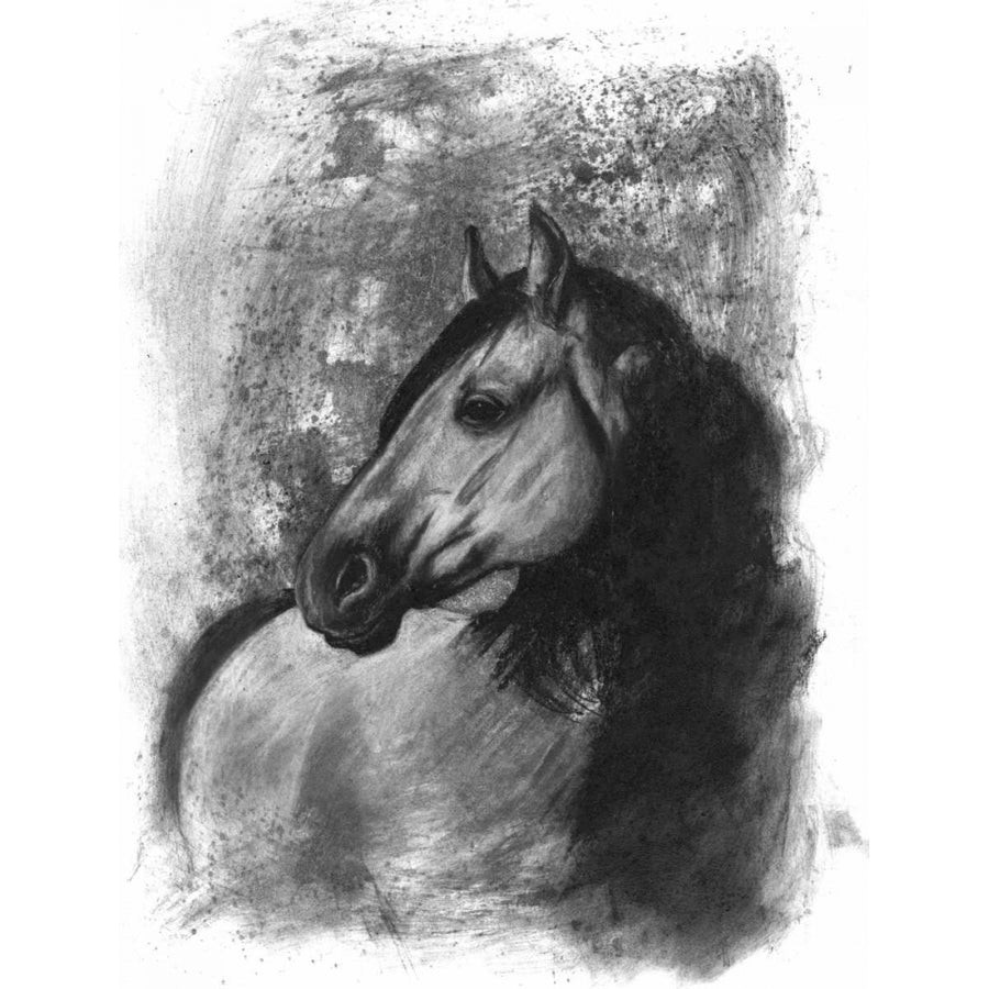 Charcoal Equestrian Portrait IV Poster Print - Naomi McCavitt-VARPDX109389Z Image 1