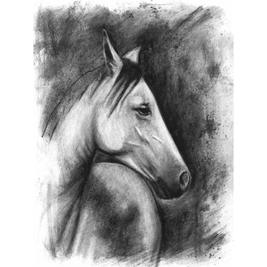 Charcoal Equestrian Portrait I Poster Print - Naomi McCavitt-VARPDX109386Z Image 1