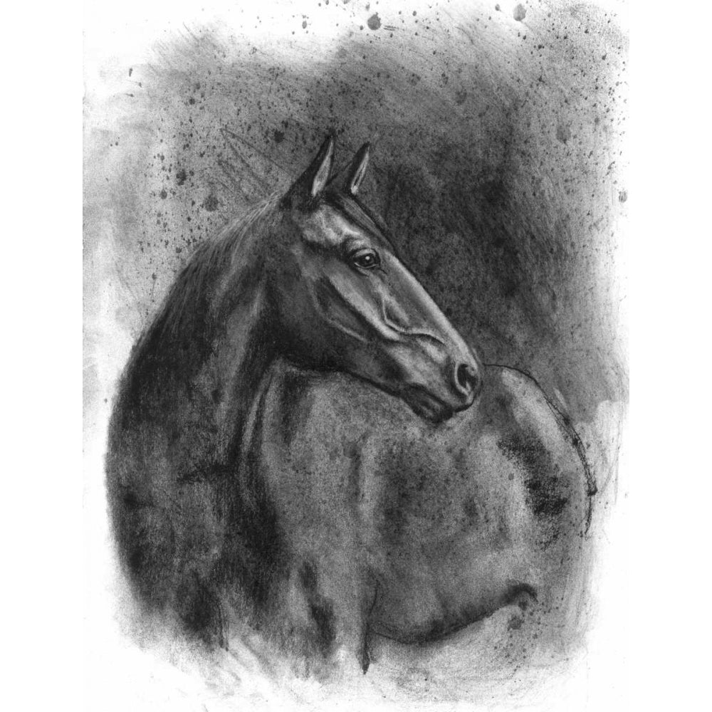 Charcoal Equestrian Portrait III Poster Print - Naomi McCavitt-VARPDX109388Z Image 1