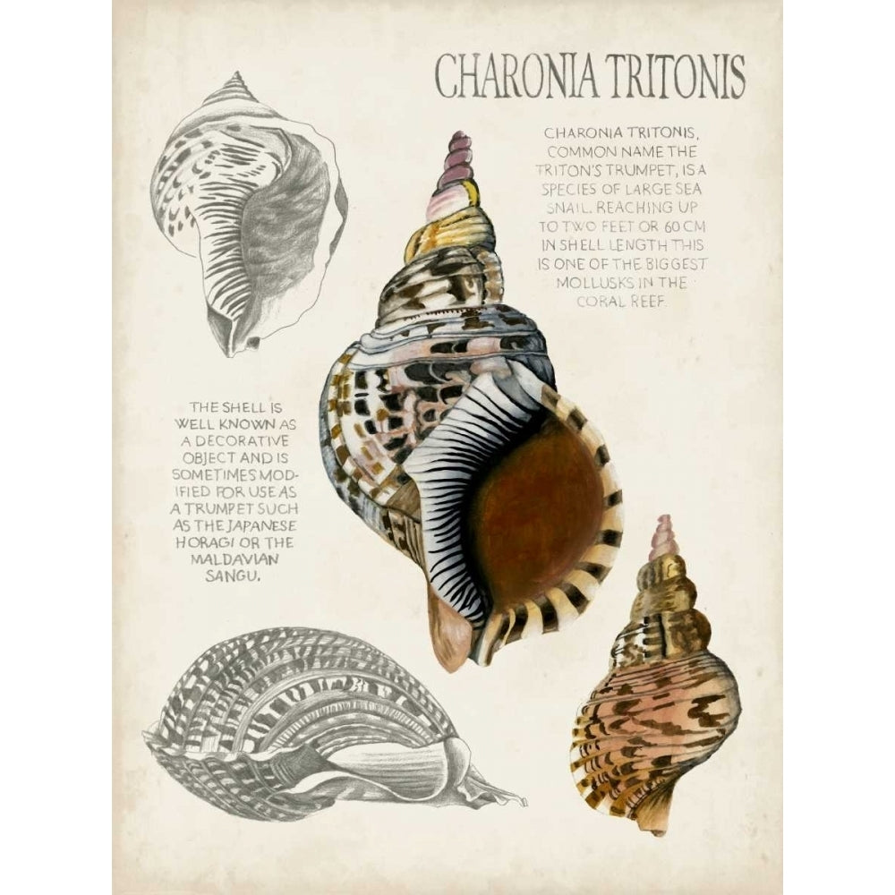 Seashell Field Notes I Poster Print - Naomi McCavitt-VARPDX109713Z Image 1