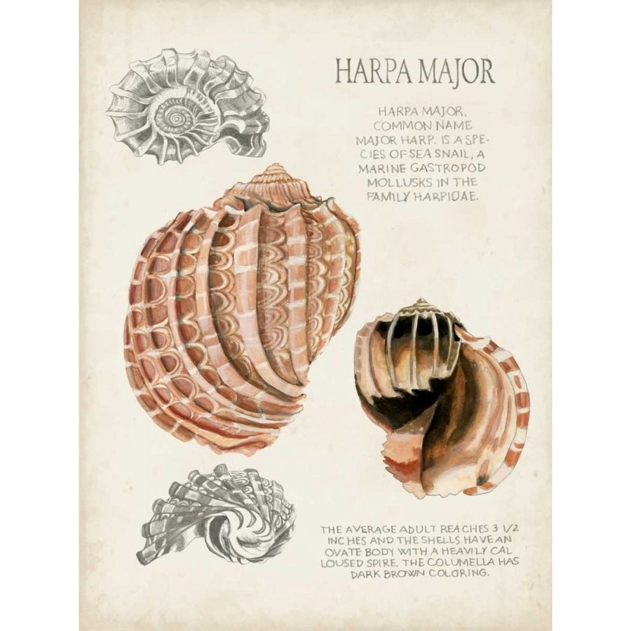 Seashell Field Notes II Poster Print - Naomi McCavitt-VARPDX109714Z Image 1