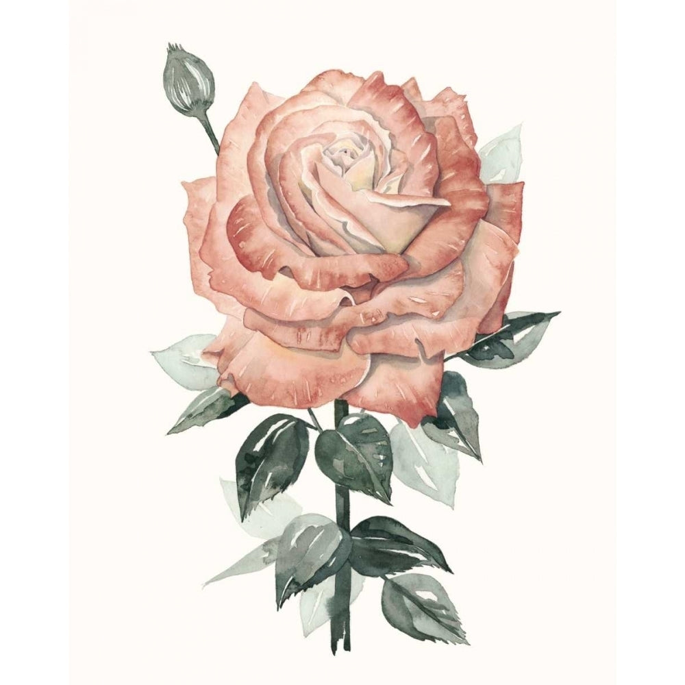 Beholden Rose II Poster Print - Grace Popp-VARPDX109731Z Image 1