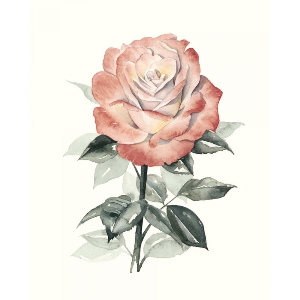 Beholden Rose I Poster Print - Grace Popp-VARPDX109730Z Image 1