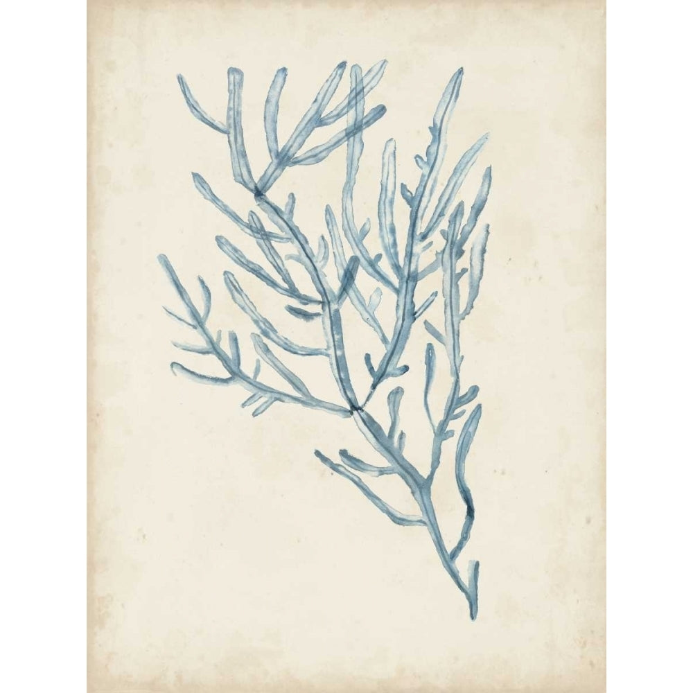 Seaweed Specimens III Poster Print - Naomi McCavitt-VARPDX109734D Image 1